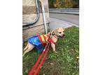 Adopt Sweet Pea a Tan/Yellow/Fawn Pug / Labrador Retriever dog in Gilbertsville