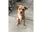 Adopt Maverick a Tan/Yellow/Fawn - with White Corgi / Mixed dog in Dana Point