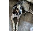 Adopt Sam a Black - with White Bluetick Coonhound / Mixed dog in Wake Forest