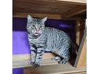 Adopt Jellybean (Fee Waived) a Domestic Shorthair cat in Alvin, TX (39036663)
