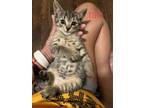 Adopt Rain 3 a Gray, Blue or Silver Tabby Domestic Shorthair cat in New York