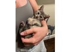 Adopt Storm 2 a Gray, Blue or Silver Tabby Domestic Shorthair cat in New York