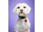 Adopt Briggle a White Poodle (Miniature) / Mixed dog in Los Angeles