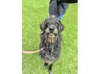 Adopt Surfer Girl a Black - with Gray or Silver Labradoodle / Irish Wolfhound /