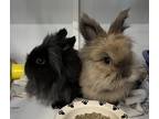Adopt Shirley a Black Lionhead / Mixed rabbit in Westford, MA (39065739)