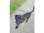 Adopt Barry a Black - with White Labrador Retriever dog in Merrifield