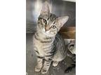 Adopt Batty a Brown Tabby Domestic Shorthair / Mixed (short coat) cat in