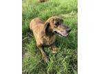 Adopt Patsy a Plott Hound