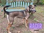Adopt Racer a Brown/Chocolate - with Black Hound (Unknown Type) / Shepherd