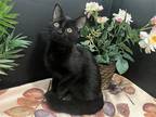 Adopt Dilly a All Black Domestic Shorthair / Mixed (short coat) cat in
