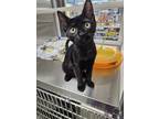 Adopt Mozz a All Black Domestic Shorthair / Mixed cat in Youngsville