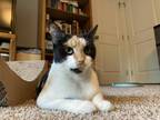 Adopt Trinity - Foster, Foster to Adopt, or Adopt a Calico / Mixed cat in