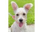 Adopt Lucy a White Westie, West Highland White Terrier / Mixed dog in Santa Ana