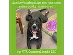 Adopt Zander a Black Pit Bull Terrier / Mixed dog in Lynchburg, VA (39084642)