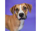 Adopt Mouse a Tan/Yellow/Fawn Boxer / Mixed dog in West Palm Beach