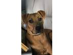 Adopt Buzz a Tan/Yellow/Fawn Mixed Breed (Large) / Mixed dog in Raleigh