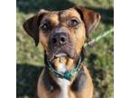 Adopt Heath a Black Mixed Breed (Large) / Mixed dog in St.Jacob, IL (36200265)