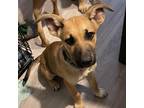 Adopt Raku a Tan/Yellow/Fawn Shepherd (Unknown Type) / Mixed dog in Staten