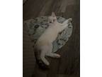 Adopt Carly a Cream or Ivory (Mostly) Siamese / Mixed (short coat) cat in