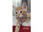 Adopt Kit Kat a Domestic Shorthair / Mixed (short coat) cat in Athens