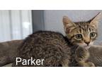 Adopt Parker a Domestic Shorthair / Mixed (short coat) cat in Athens