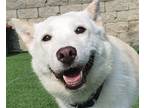 Adopt Mollie a Jindo / Mixed dog in San Ramon, CA (38953552)