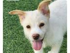 Adopt Kaylee a Jindo / Mixed dog in San Ramon, CA (39026494)