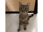 Adopt Samantha a Brown Tabby Domestic Shorthair / Mixed cat in Candler