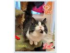 Adopt Seamus a Domestic Mediumhair / Mixed cat in Orangeville, ON (39043206)