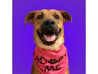 Adopt Ditto a Black Mouth Cur / Rhodesian Ridgeback / Mixed dog in Mt.