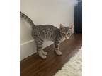 Adopt Duke a Gray or Blue (Mostly) Domestic Shorthair / Mixed (short coat) cat