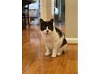 Adopt Elfie a Domestic Shorthair (short coat) cat in Palo Alto, CA (38986750)