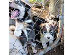 Adopt PUPPIES DYING In PEN a Border Collie / Mixed dog in Franklin