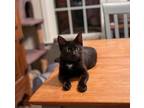 Adopt Repo a Black (Mostly) Domestic Shorthair (short coat) cat in Selma