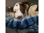 Adopt Trudy a Australian Cattle Dog / Mixed Breed (Medium) / Mixed dog in