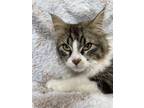 Adopt Tiny a Gray, Blue or Silver Tabby Domestic Longhair / Mixed (long coat)