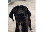 Adopt Hank a Great Dane / Mixed dog in Matawan, NJ (38966446)