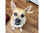 Adopt Nellie a Tan/Yellow/Fawn Boxer / Mixed dog in Abilene, TX (39018576)