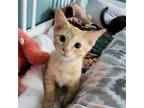 Adopt Copper a Orange or Red Tabby Domestic Shorthair / Mixed (short coat) cat