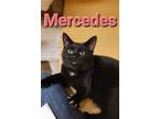 Adopt Mercedes a All Black Domestic Longhair / Mixed (long coat) cat in