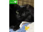 Adopt Juno a All Black Domestic Longhair / Mixed (long coat) cat in Willingboro