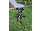 Adopt Zeke a Black - with White Labrador Retriever / Collie / Mixed dog in