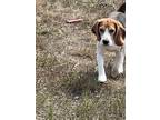 Adopt KING a Beagle / Mixed dog in Hartville, WY (39049420)