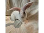Adopt Lucy2 a Bunny Rabbit