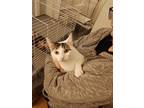 Adopt Jesse Avocado a White (Mostly) Domestic Shorthair / Mixed (short coat) cat
