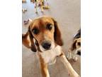 Adopt SMOKY a Beagle / Mixed dog in Hartville, WY (39037703)