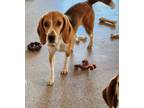Adopt BRYCE a Beagle / Mixed dog in Hartville, WY (39037702)