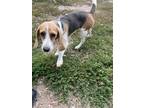Adopt BLOSSOM a Beagle / Mixed dog in Hartville, WY (38954757)