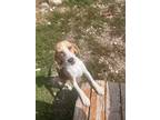 Adopt BUTTERCUP a Beagle / Mixed dog in Hartville, WY (38954755)