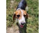 Adopt ABILENE a Beagle / Mixed dog in Hartville, WY (38939570)